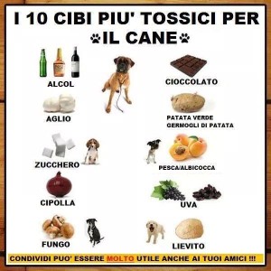 Ecco il cibo tossico per la salute dei cani 