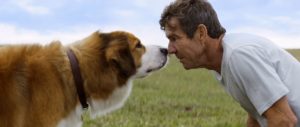 Qua la Zampa!: in onda Mercoledì 1 Gennaio 2020 su Canale 5, cast, trama e orario