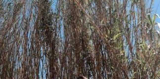 Dimartino biografia: chi è, età, altezza, peso, figli, moglie, Instagram e vita privata
