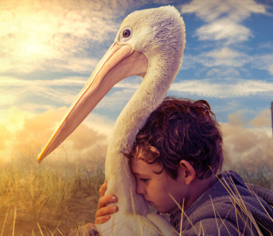 Storm Boy - Il ragazzo che sapeva volare: in onda Lunedì 1 Maggio 2023 su Canale 5, cast, trama e orario