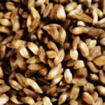 Come Cuocere e Condire il Farro per Piatti Squisitamente Sani e buoni