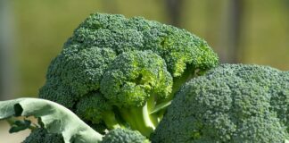 Come Pulire, Conservare e Cucinare i Broccoli: Benefici, Ricette e Consigli