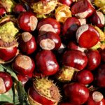 Come sbucciare, conservare e gustare le Castagne: Guida Completa, Benefici, ricette e consigli