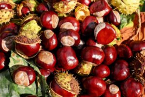 Come sbucciare, conservare e gustare le Castagne: Guida Completa, Benefici, ricette e consigli