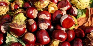 Come sbucciare, conservare e gustare le Castagne: Guida Completa, Benefici, ricette e consigli