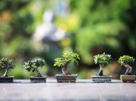 Come Curare i Bonsai: Tipologie, Posizionamento, Annaffiatura e Trattamento delle Foglie Cadenti