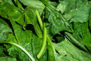 Guida completa su come Pulire, Cucinare e Congelare gli Spinaci: Benefici, Ricette e Consigli