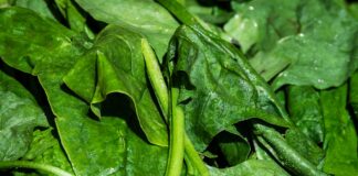 Guida completa su come Pulire, Cucinare e Congelare gli Spinaci: Benefici, Ricette e Consigli
