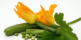 Come Pulire, Conservare e Cucinare le Zucchine: Proprietà, Ricette veloci e Consigli