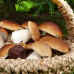 Guida Completa su come raccogliere, pulire e cucinare i Funghi Porcini