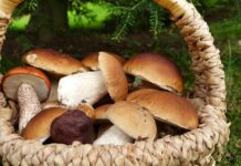 Guida Completa su come raccogliere, pulire e cucinare i Funghi Porcini