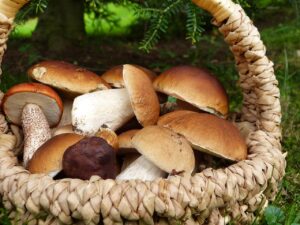 Guida Completa su come raccogliere, pulire e cucinare i Funghi Porcini