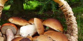 Guida Completa su come raccogliere, pulire e cucinare i Funghi Porcini