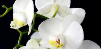 Come Curare le Orchidee: quante volte annaffiarle e come farle rifiorire