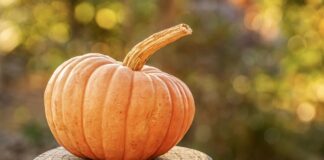 Come cucinare la zucca: ricette sfiziose e consigli