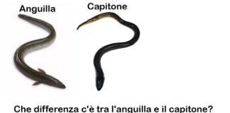Che differenza c'è tra l'anguilla e il capitone? Caratteristiche, valori nutrizionali e come cucinarli