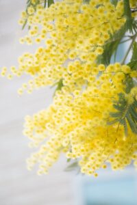 Perché l'8 marzo si regala la Mimosa? Storia, Origine, Significato e curiosità