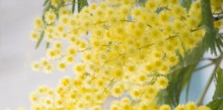 Perché l'8 marzo si regala la Mimosa? Storia, Origine, Significato e curiosità