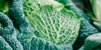 Come Pulire, Cucinare e Conservare la Verza: Consigli e Ricette