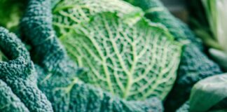 Come Pulire, Cucinare e Conservare la Verza: Consigli e Ricette