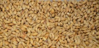 Come Riutilizzare il Grano Cotto: Idee, Consigli e Ricette Sfiziose