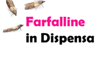 Farfalline in Dispensa: Cosa sono, cause, significato, come eliminarle e consigli