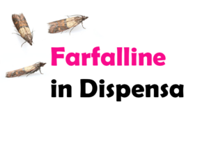 Farfalline in Dispensa: Cosa sono, cause, significato, come eliminarle e consigli