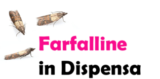 Farfalline in Dispensa: Cosa sono, cause, significato, come eliminarle e consigli