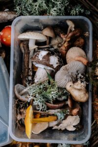 Come cucinare i Funghi: tipi di cottura, conservazione, ricette, pulizia e curiosità