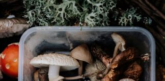 Come cucinare i Funghi: tipi di cottura, conservazione, ricette, pulizia e curiosità