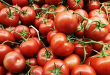 Come conservare i Pomodori: Guida Pratica per Mantenere la Freschezza e il Sapore