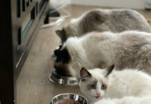 Guida Completa su Come Lavare e Igienizzare le Ciotole dei Cani e dei Gatti