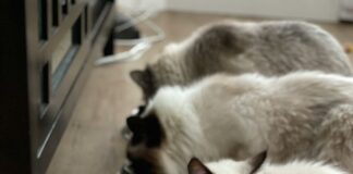 Guida Completa su Come Lavare e Igienizzare le Ciotole dei Cani e dei Gatti