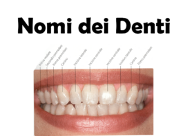 Nomi dei Denti: origine, storia, quanti e quali sono