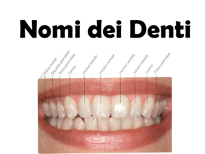 Nomi dei Denti: origine, storia, quanti e quali sono