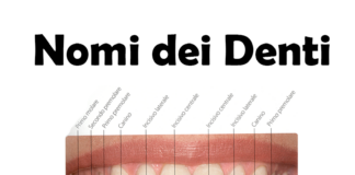 Nomi dei Denti: origine, storia, quanti e quali sono