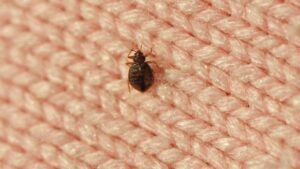 Come allontanare le Cimici: come fare, rimedi efficaci, dissuasori e consigli utili