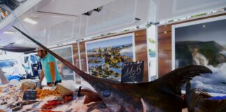 Come cucinare il Pesce Spada fresco e congelato: tipi di cottura, ricette, consigli e abbinamenti