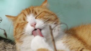 Come prevenire la formazione dei Boli di Pelo nei Gatti, guida completa