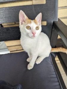 Come spazzolare il Gatto: guida completa su come fare, quante volte, spazzola e consigli