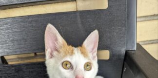 Come spazzolare il Gatto: guida completa su come fare, quante volte, spazzola e consigli