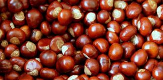 Guida Completa su come Raccogliere, Pulire e Cucinare le Castagne