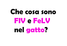 Che cosa sono FIV e FeLV nel gatto? Differenze, sintomi e cure