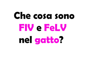 Che cosa sono FIV e FeLV nel gatto? Differenze, sintomi e cure