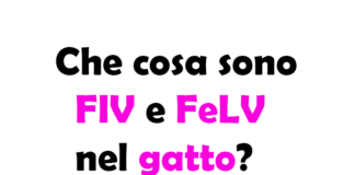 Che cosa sono FIV e FeLV nel gatto? Differenze, sintomi e cure