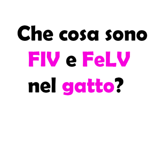 Che cosa sono FIV e FeLV nel gatto? Differenze, sintomi e cure