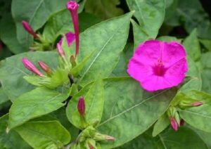 Come coltivare e seminare le Belle di Notte: guida completa