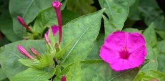 Come coltivare e seminare le Belle di Notte: guida completa