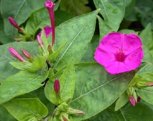 Come coltivare e seminare le Belle di Notte: guida completa