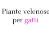 Piante velenose per gatti: quali evitare e quali scegliere per una casa pet-friendly Piante velenose per gatti